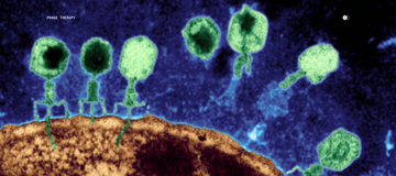 Phage Therapy for Skin Health: The Future of Precision Skincare