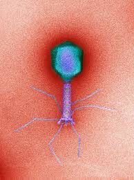 Precision Phages: The Natural, Safe Solution for Clearer Skin