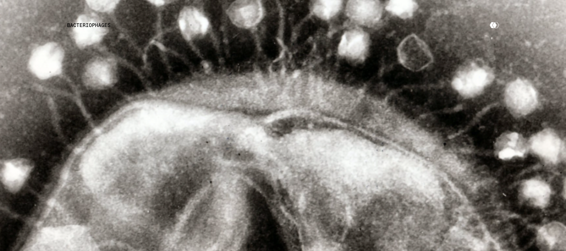How Bacteriophages Can Help You Live Longer