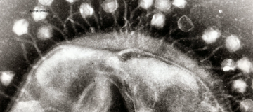 How Bacteriophages Can Help You Live Longer