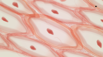 skin barrier vs skin microbiome